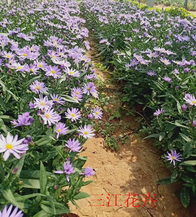 紫菀基地花海绿化工程宿根花卉青菀批发紫菀杯苗