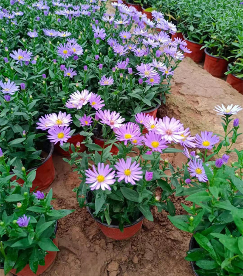 紫菀基地花海绿化工程宿根花卉青菀批发紫菀杯苗