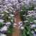 紫菀基地花海绿化工程宿根花卉青菀批发紫菀杯苗