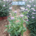 紫菀基地花海绿化工程宿根花卉青菀批发紫菀杯苗