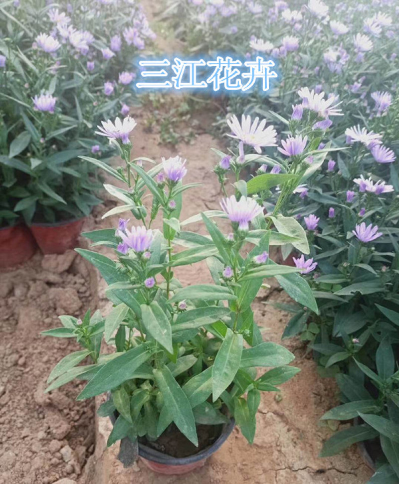 紫菀基地花海绿化工程宿根花卉青菀批发紫菀杯苗