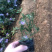 紫菀基地花海绿化工程宿根花卉青菀批发紫菀杯苗