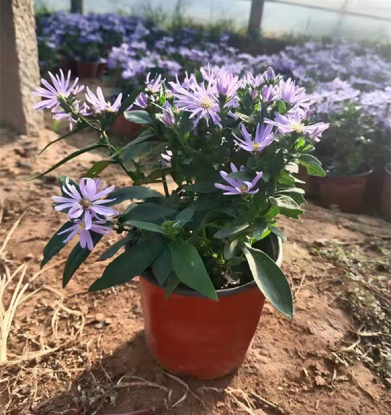 紫菀基地花海绿化工程宿根花卉青菀批发紫菀杯苗