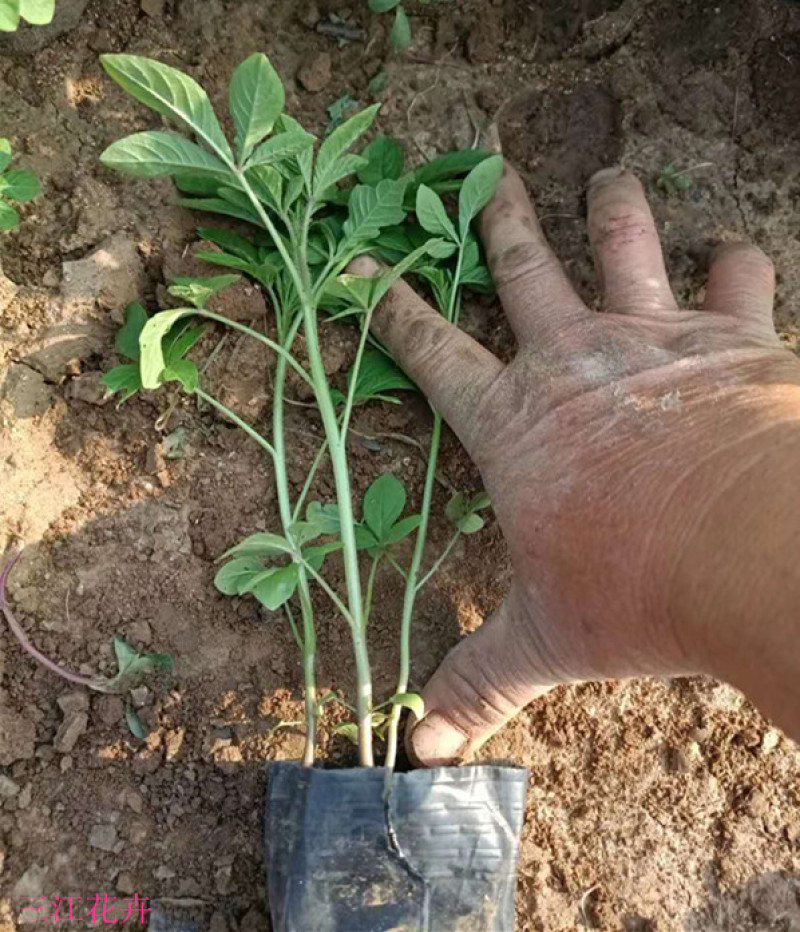 醉蝶花批发三江花卉醉蝶花价格山东醉蝶花基地