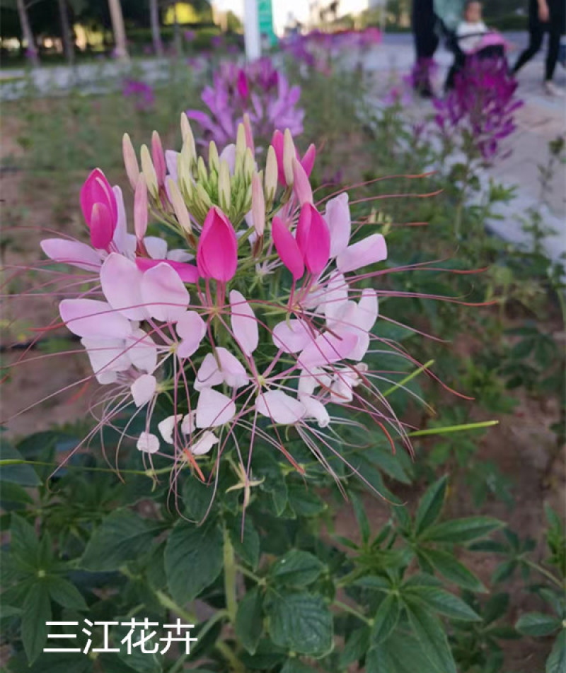 醉蝶花批发三江花卉醉蝶花价格山东醉蝶花基地
