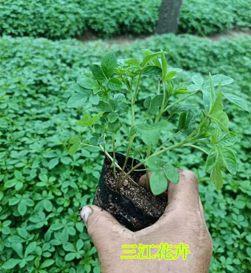 醉蝶花批发三江花卉醉蝶花价格山东醉蝶花基地