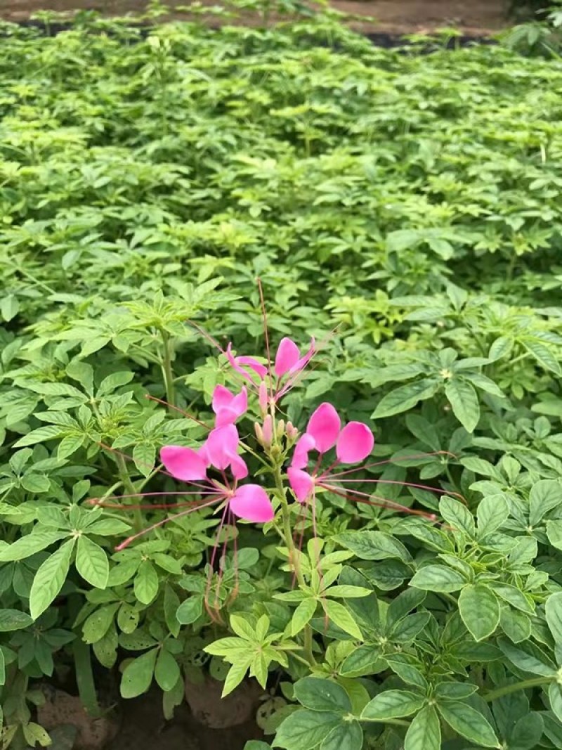 醉蝶花批发三江花卉醉蝶花价格山东醉蝶花基地