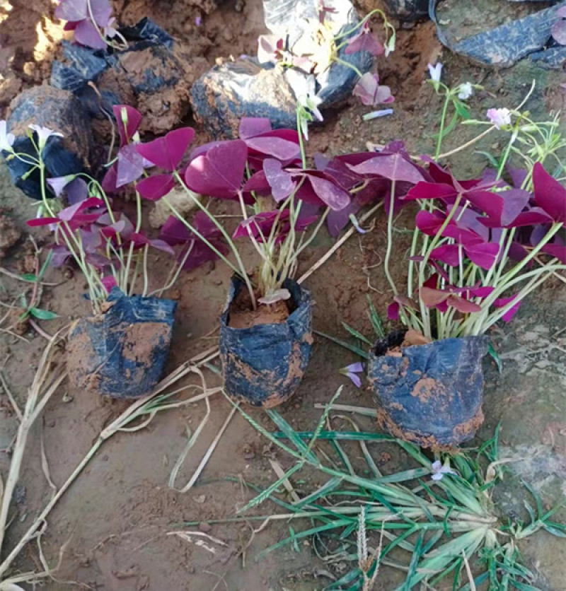 紫叶酢浆草批发价格宿根地被花卉大量供应山东紫叶酢浆草