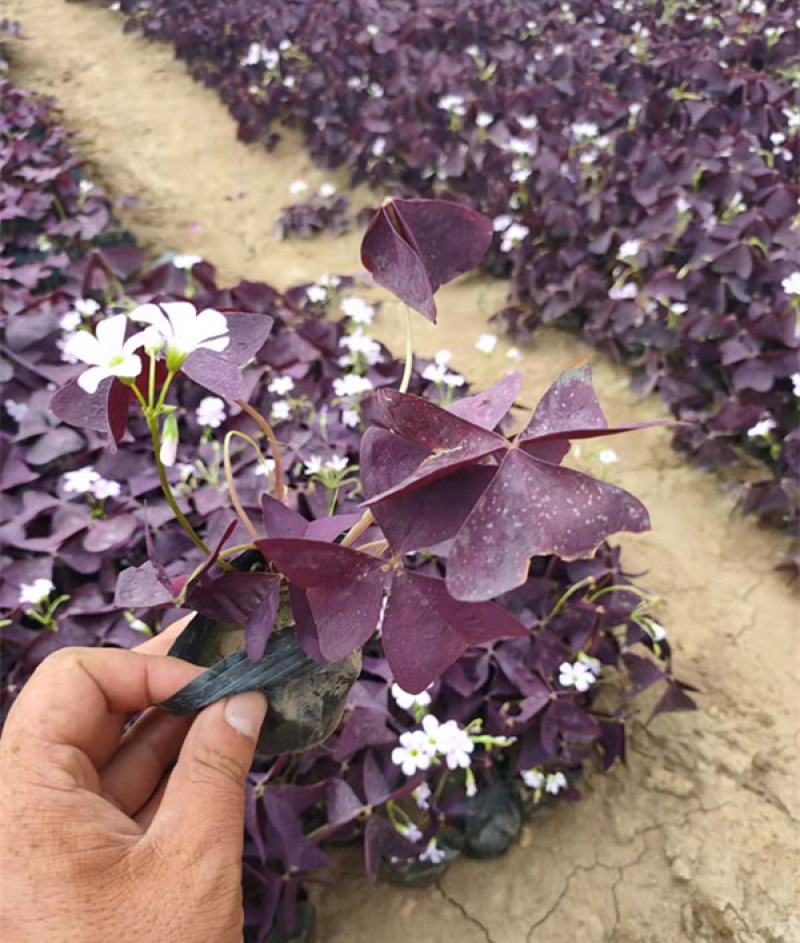 紫叶酢浆草批发价格宿根地被花卉大量供应山东紫叶酢浆草