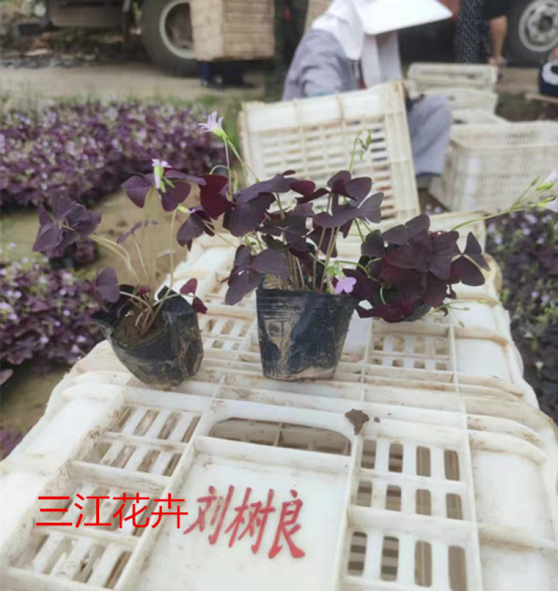 紫叶酢浆草批发价格宿根地被花卉大量供应山东紫叶酢浆草