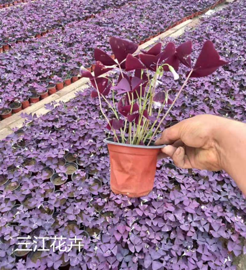 紫叶酢浆草批发价格宿根地被花卉大量供应山东紫叶酢浆草