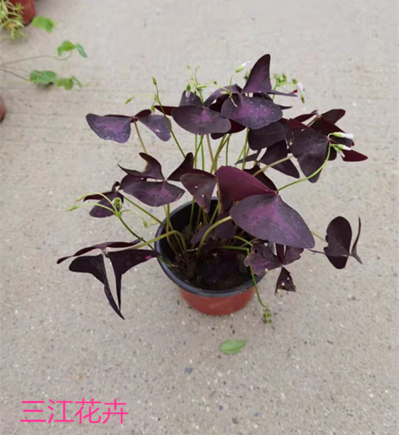 紫叶酢浆草批发价格宿根地被花卉大量供应山东紫叶酢浆草