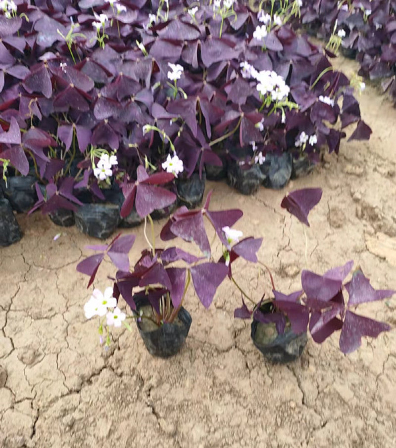 紫叶酢浆草批发价格宿根地被花卉大量供应山东紫叶酢浆草