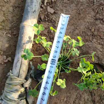 红花酢浆草种植基地供应小苗杯苗盆栽苗酢浆草工程苗