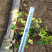 红花酢浆草种植基地供应小苗杯苗盆栽苗酢浆草工程苗