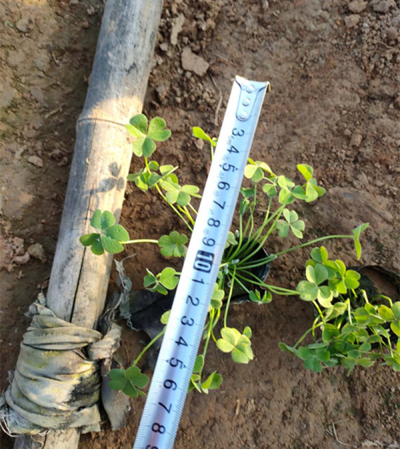 红花酢浆草种植基地供应小苗杯苗盆栽苗酢浆草工程苗