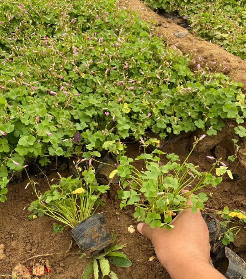 红花酢浆草种植基地供应小苗杯苗盆栽苗酢浆草工程苗