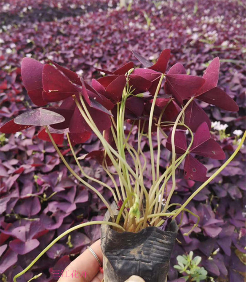 红花酢浆草种植基地供应小苗杯苗盆栽苗酢浆草工程苗