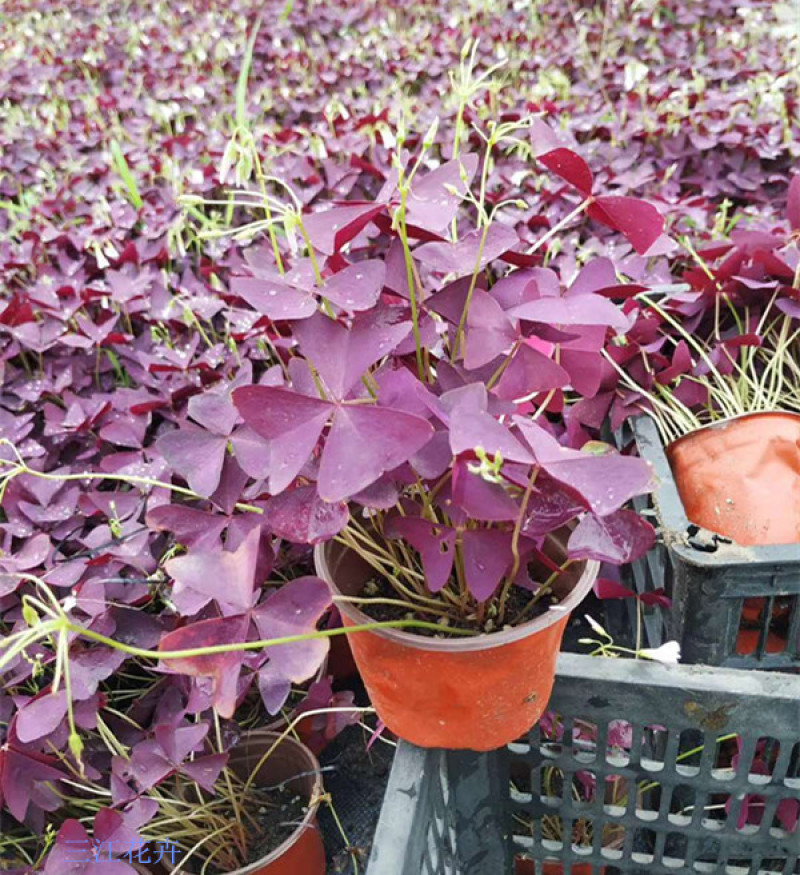 红花酢浆草种植基地供应小苗杯苗盆栽苗酢浆草工程苗