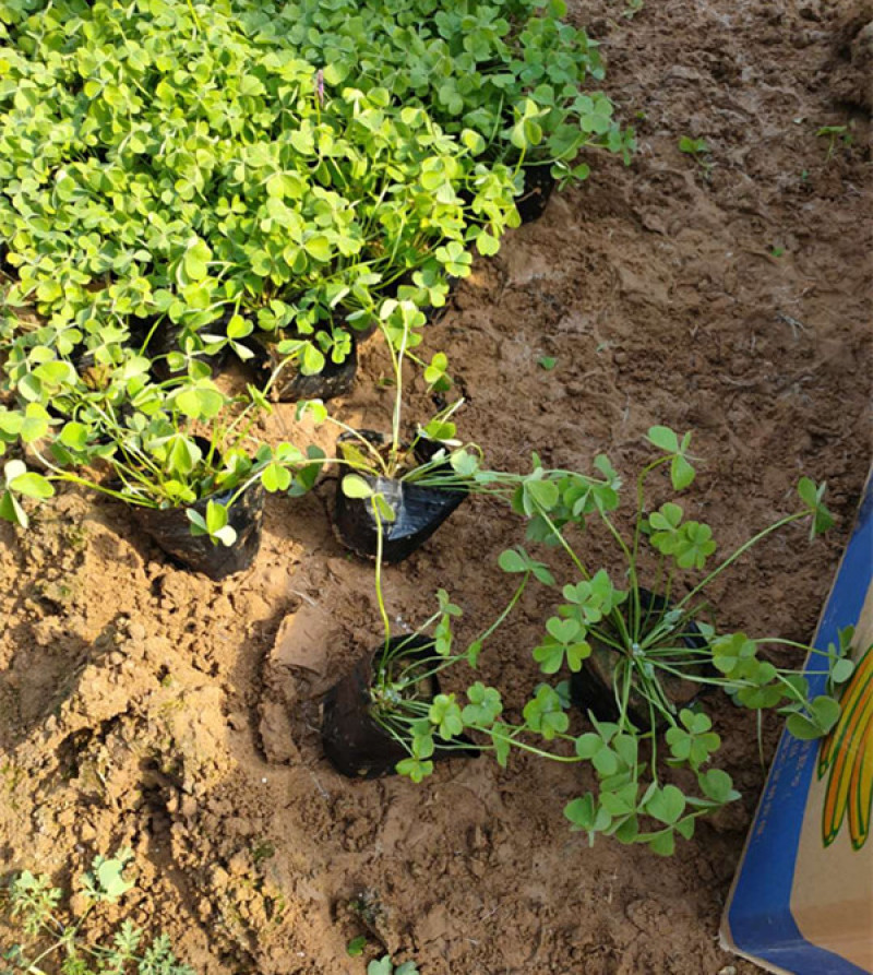 红花酢浆草种植基地供应小苗杯苗盆栽苗酢浆草工程苗