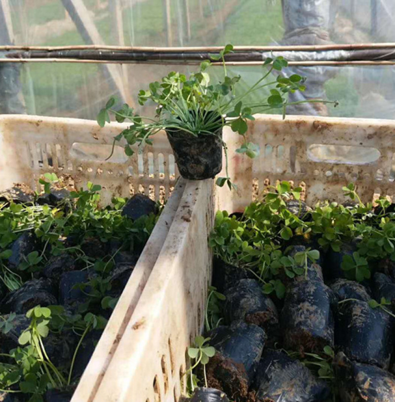红花酢浆草种植基地供应小苗杯苗盆栽苗酢浆草工程苗