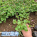 红花酢浆草种植基地供应小苗杯苗盆栽苗酢浆草工程苗