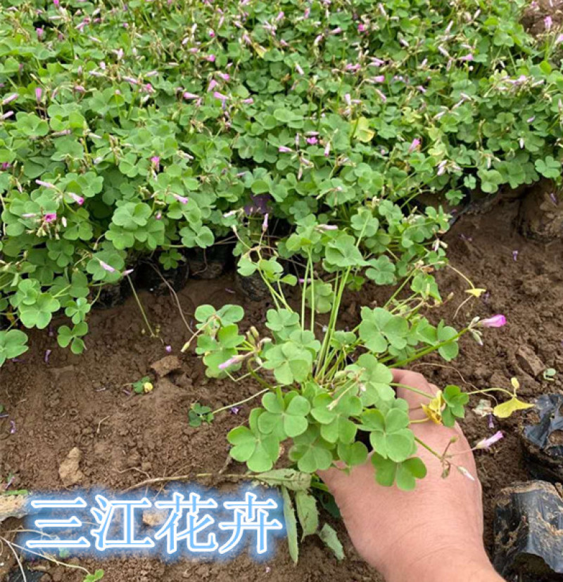 红花酢浆草种植基地供应小苗杯苗盆栽苗酢浆草工程苗