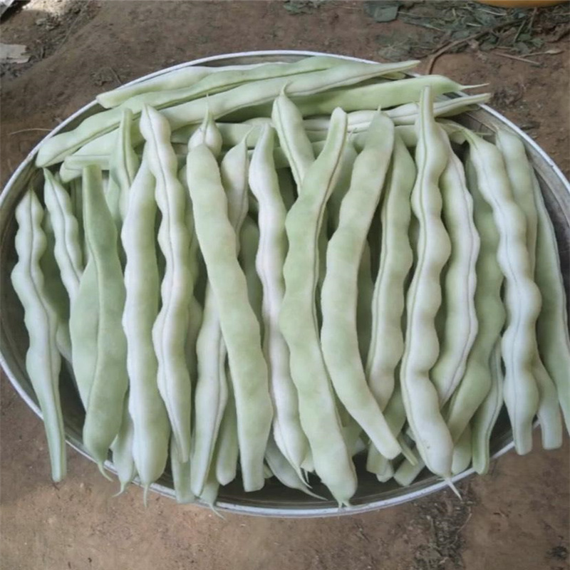 龙泉太空301芸豆种子九粒白架豆种子扁豆春季四季高产豆角