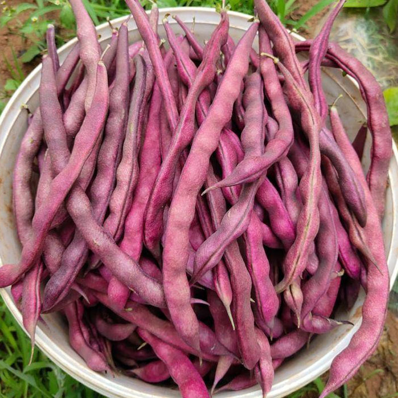 四季豆种子东方红无筋架豆种籽春秋高产紫芸豆角菜园盆栽蔬菜