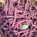 四季豆种子东方红无筋架豆种籽春秋高产紫芸豆角菜园盆栽蔬菜