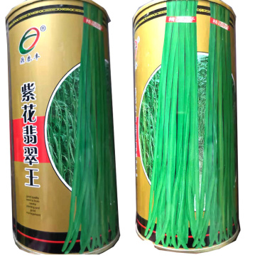 紫花翡翠豆角种子春季特长长豇豆夏季品种早熟高产