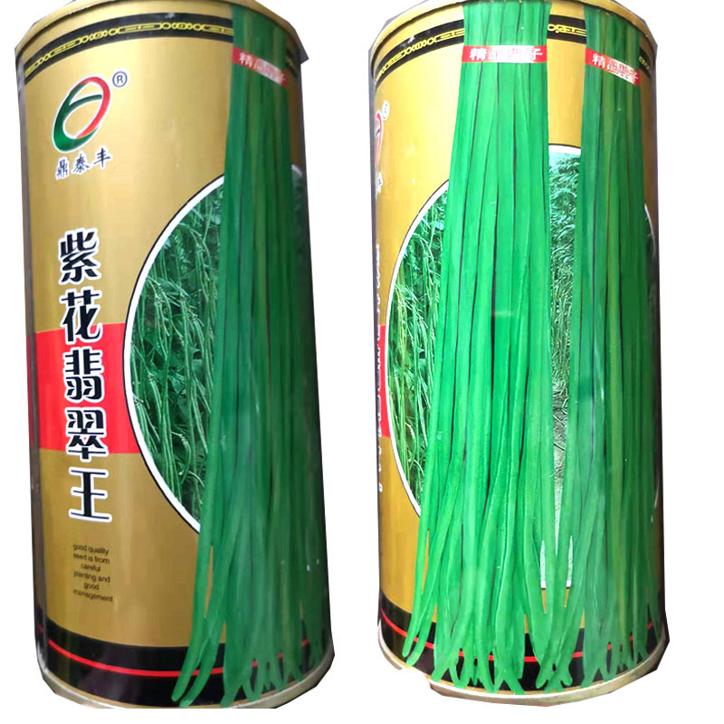 紫花翡翠豆角种子春季特长长豇豆夏季品种早熟高产