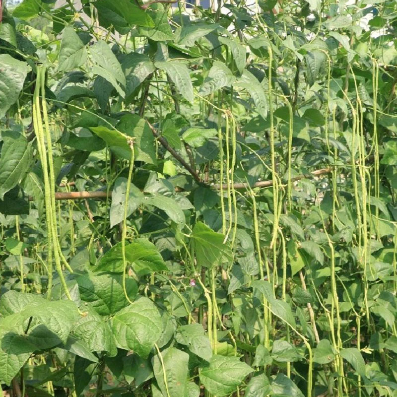 紫花翡翠豆角种子春季特长长豇豆夏季品种早熟高产