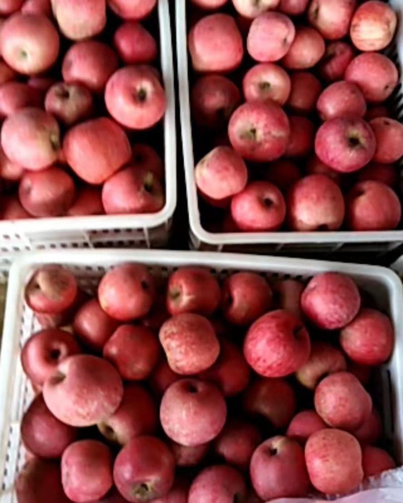 红富士苹果，产地直销，大量有货，欢迎前来采购下单