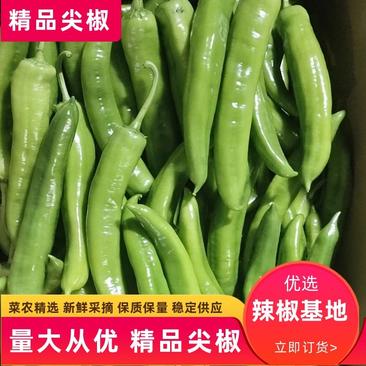 广东精品尖椒，菜农精心采摘装车，保质保量，货源稳定供应