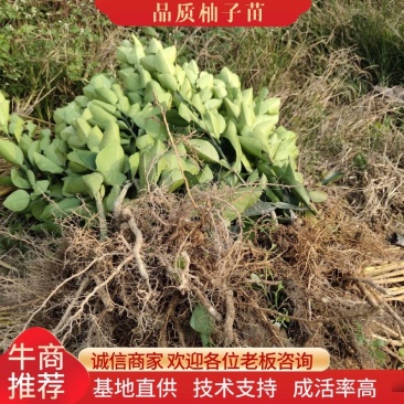 一年生优质冰糖柚柚子苗,纯正好苗,假一赔百!