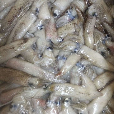 清真海兔