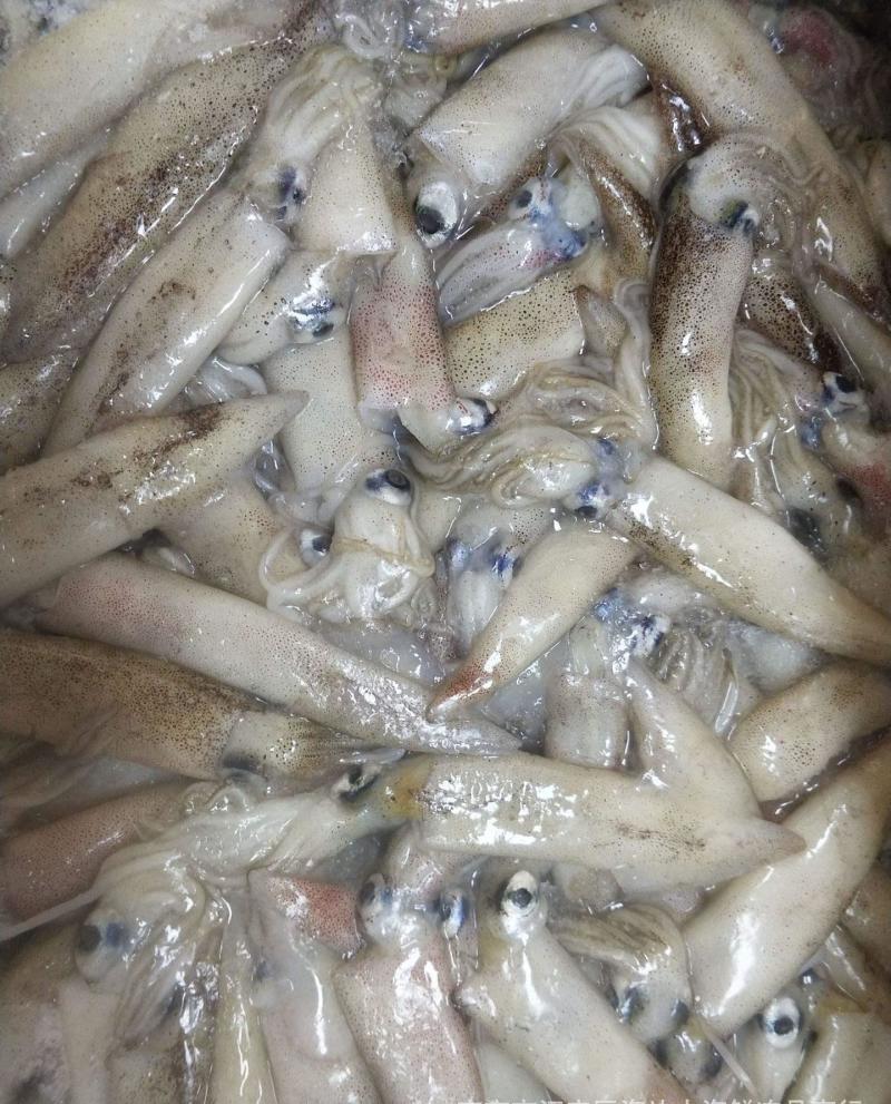 清真海兔