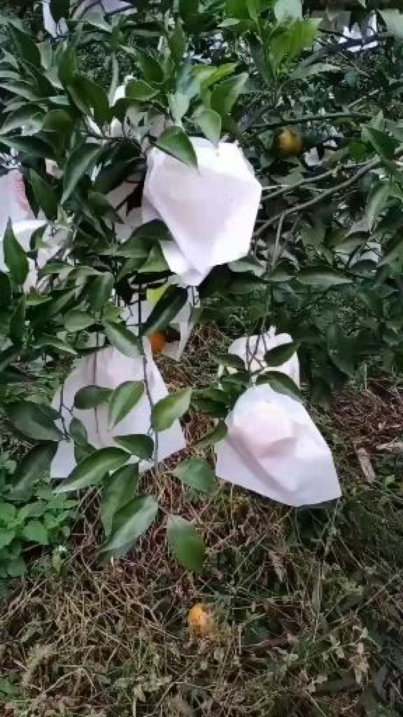 【精品】春见耙耙柑四川产地直供口感好水分足货源充足电联优惠