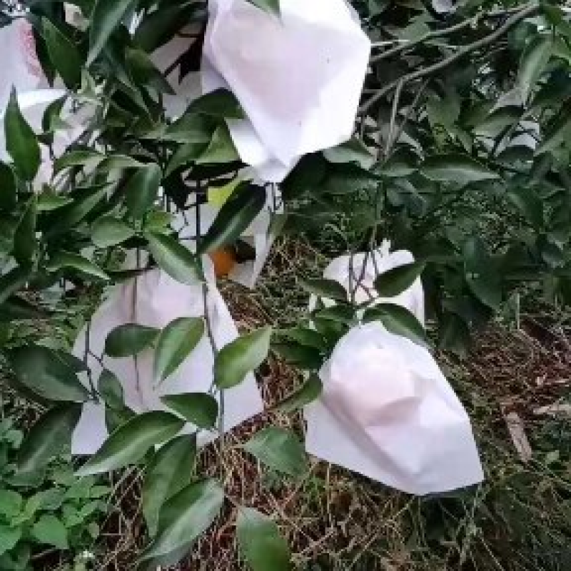 【精品】春见耙耙柑四川产地直供口感好水分足货源充足电联优惠