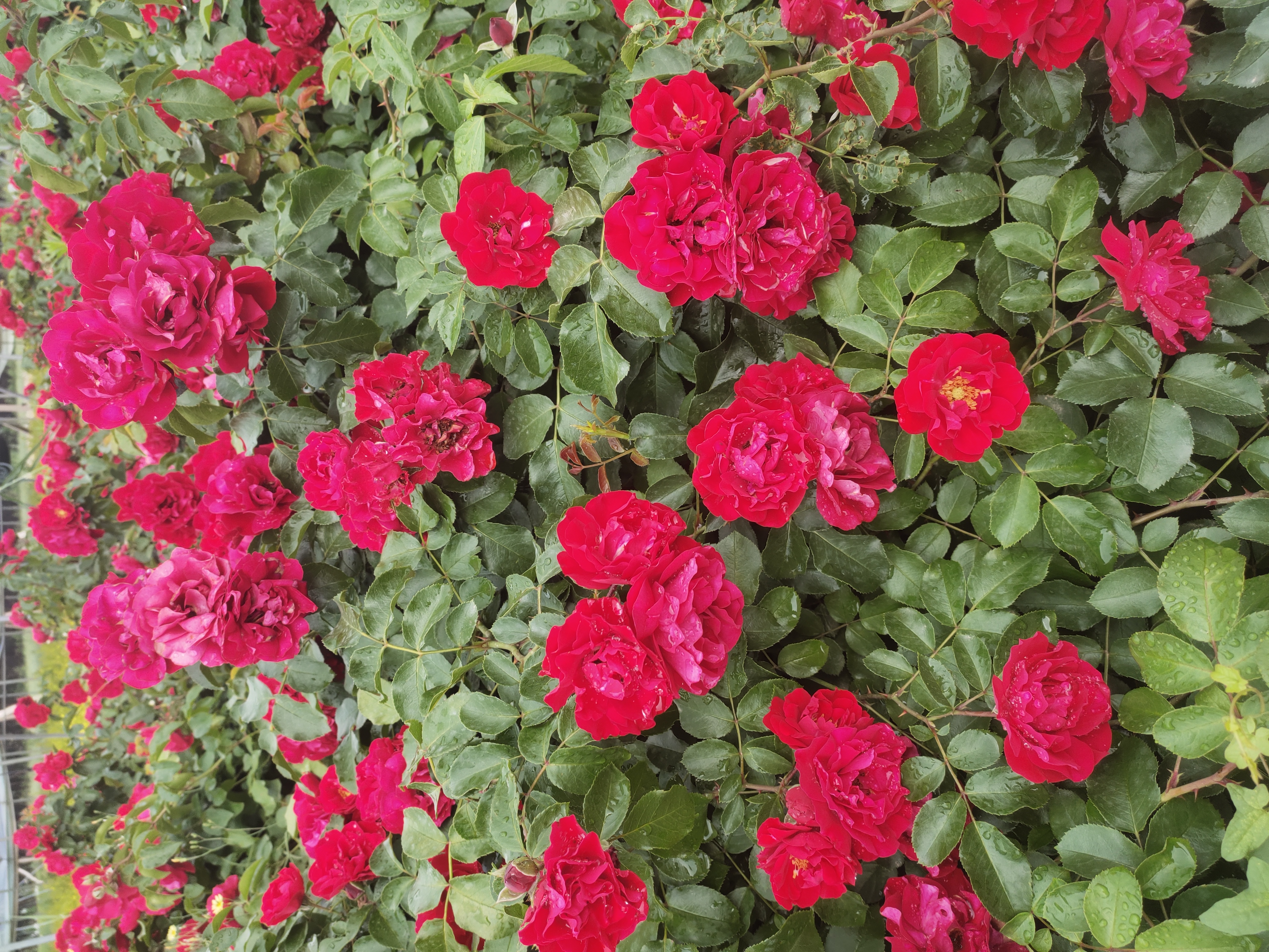 天香台阁与月月红花序结构显微对比图