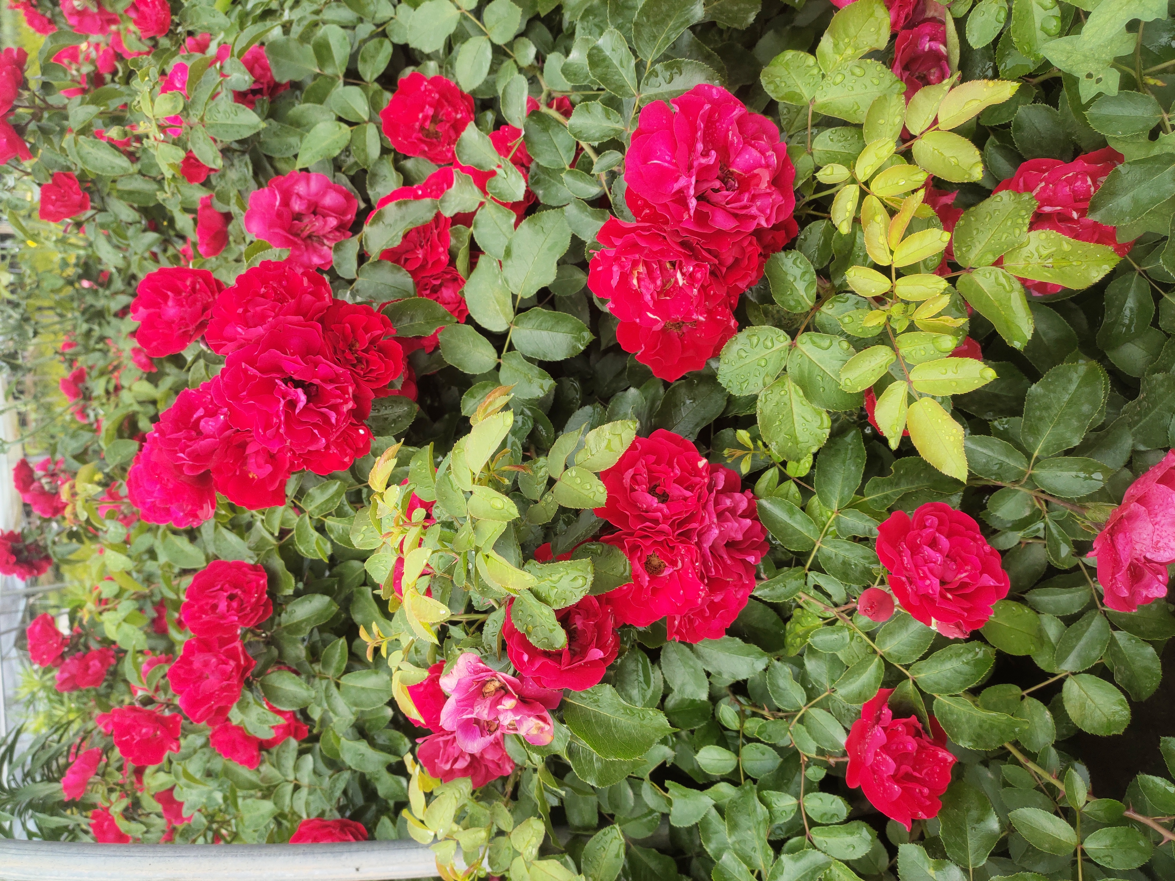 ‘欧洲之梦’地被月季整体植株形态