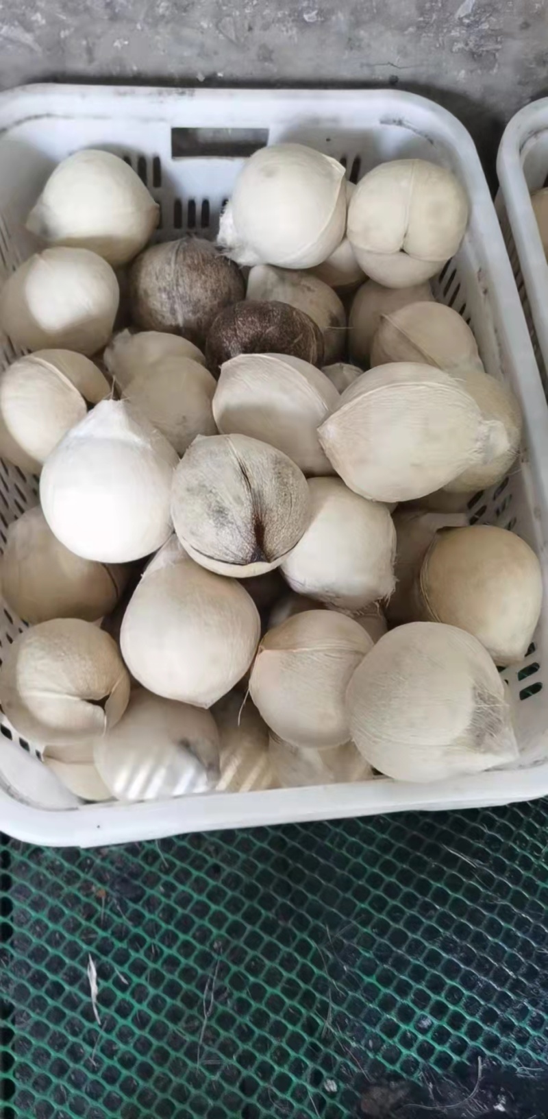 【椰子】海南椰白磨光椰子产地直销规格齐全，质量从优