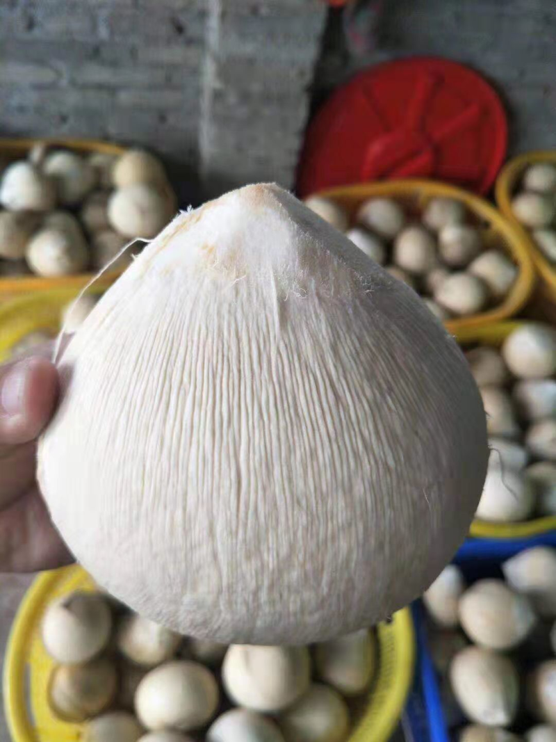 【椰子】海南椰白磨光椰子产地直销规格齐全，质量从优
