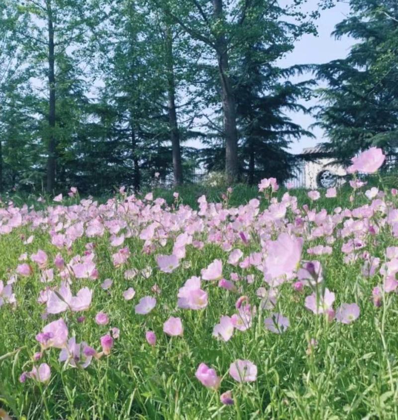 美丽月见草种子