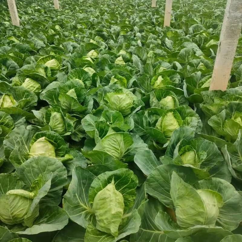 山东临沂莒南精品甘蓝大量上市了，现砍现发，每日大量走货