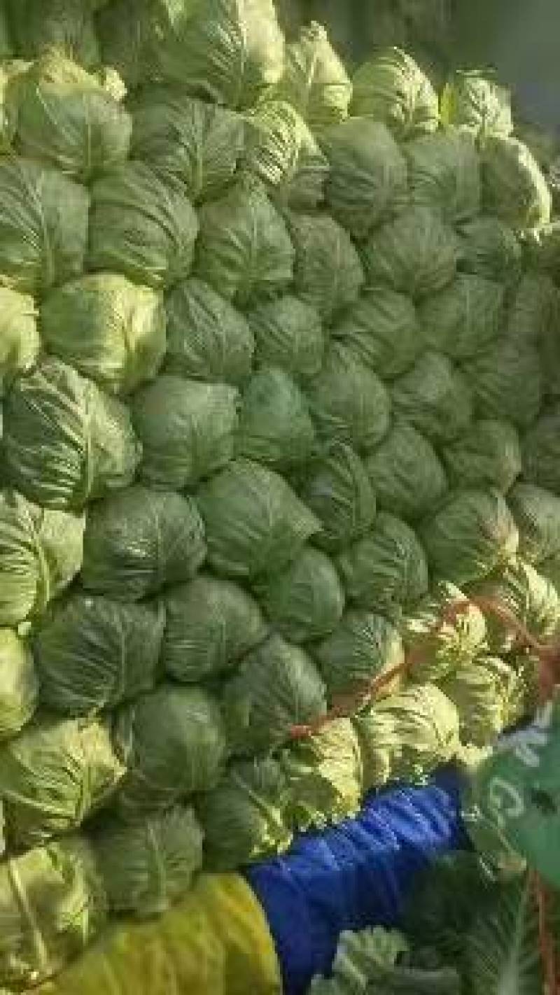 山东临沂莒南精品甘蓝大量上市了，现砍现发，每日大量走货