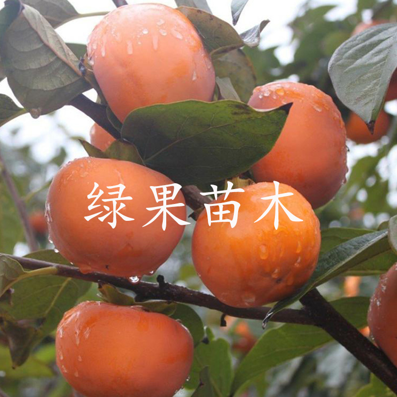 甜柿子苗，阳丰水果柿子脆甜硬度好，在树上直接吃的