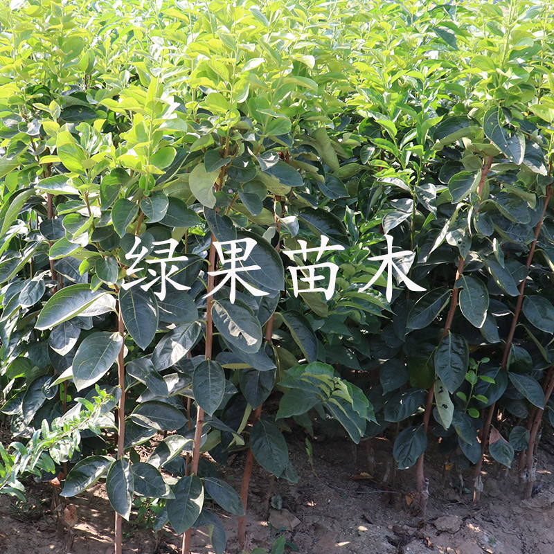 甜柿子苗，阳丰水果柿子脆甜硬度好，在树上直接吃的