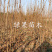 甜柿子苗，阳丰水果柿子脆甜硬度好，在树上直接吃的